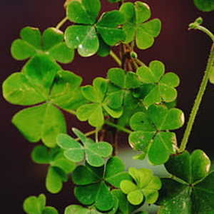 Profile e3326629f0b08b9f314ce347698443a6 sostenibilidad